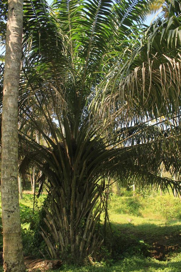 The Temple Tree Varkala Exterior foto